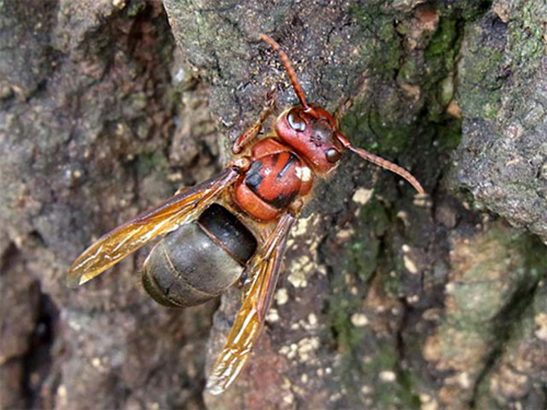 Отличия европейского шершня от ос и других насекомых