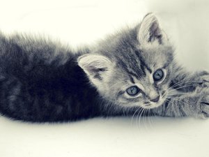 Отзывы о средстве «Меткий кот»