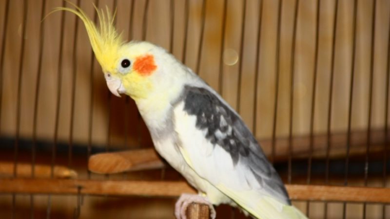 Папуга корелла: догляд та утримання в домашніх умовах, імена, хвороби, лікування. Скільки живуть папуги корелла, чим їх годують?