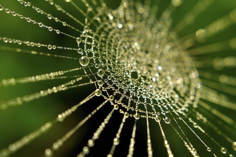 Паук-крестовик: где обитает и опасен ли для человека