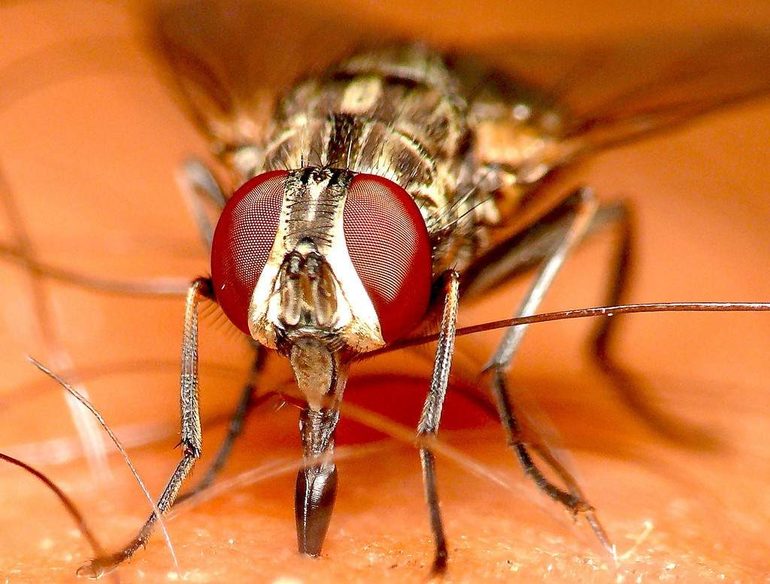 Почему мухи кусаются в конце августа и осенью