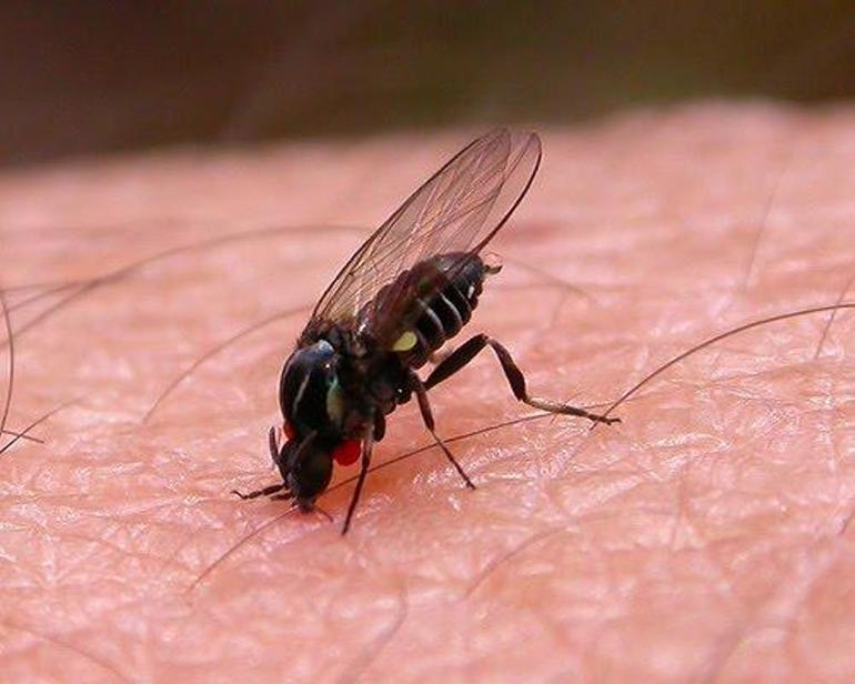 Почему мухи кусаются в конце августа и осенью
