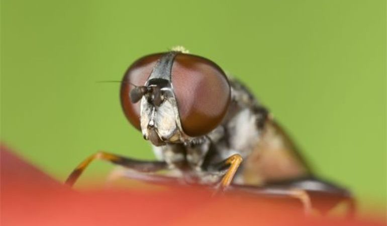 Почему мухи садятся на человека: причины назойливости насекомых