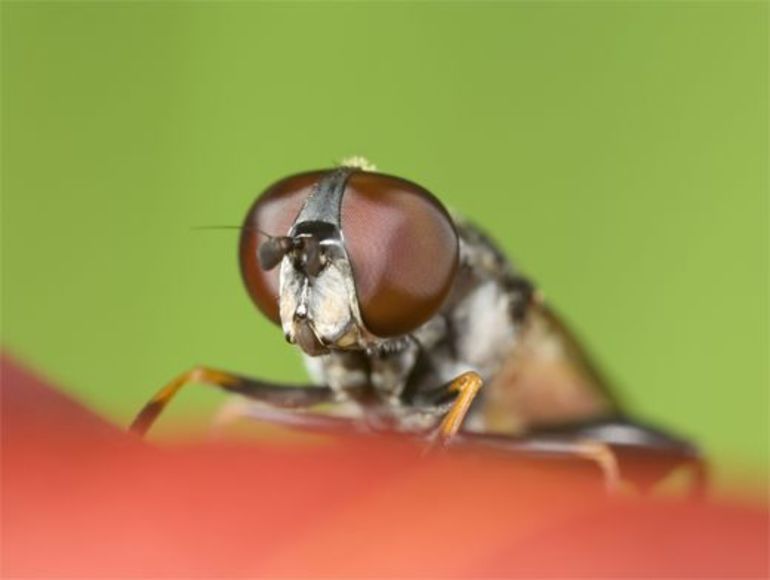 Почему мухи садятся на человека: причины назойливости насекомых Почему мухи садятся на человека: причины назойливости насекомых