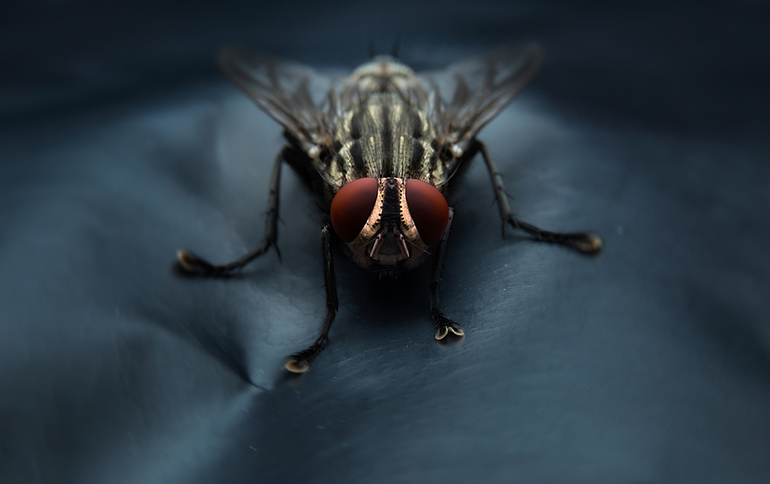 Почему мухи садятся на человека: причины назойливости насекомых Почему мухи садятся на человека: причины назойливости насекомых