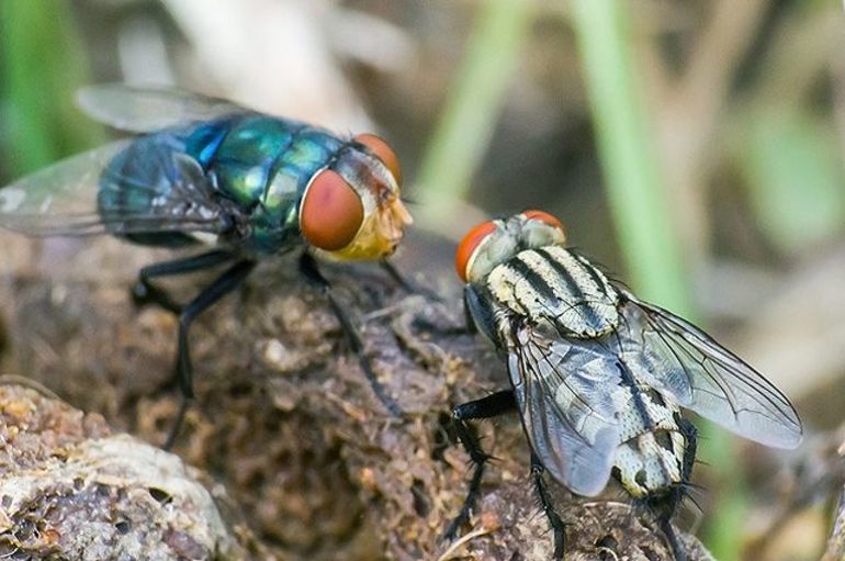 Почему мухи садятся на человека: причины назойливости насекомых Почему мухи садятся на человека: причины назойливости насекомых