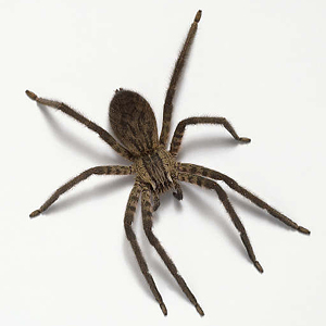 Почему нельзя убивать паука в доме?