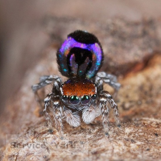 Почему нельзя убивать паука в доме?