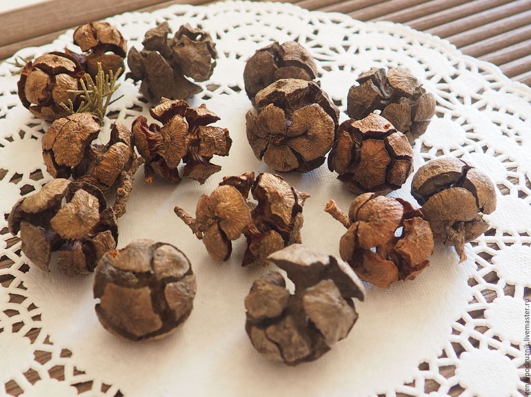 Поделки из шишек своими руками: самые интересные варианты Поделки из шишек своими руками: самые интересные варианты