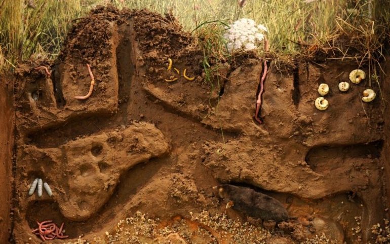 Польза от кротов и кротовых нор на садовом участке