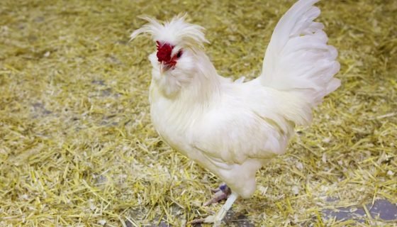 Породи курей: фото, назви та опис