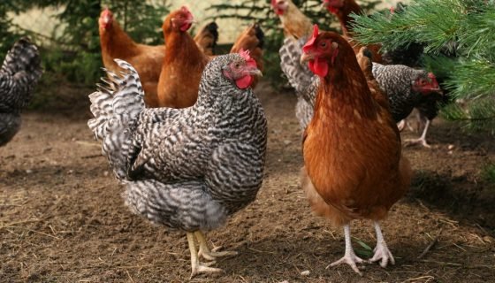 Породи курей: фото, назви та опис