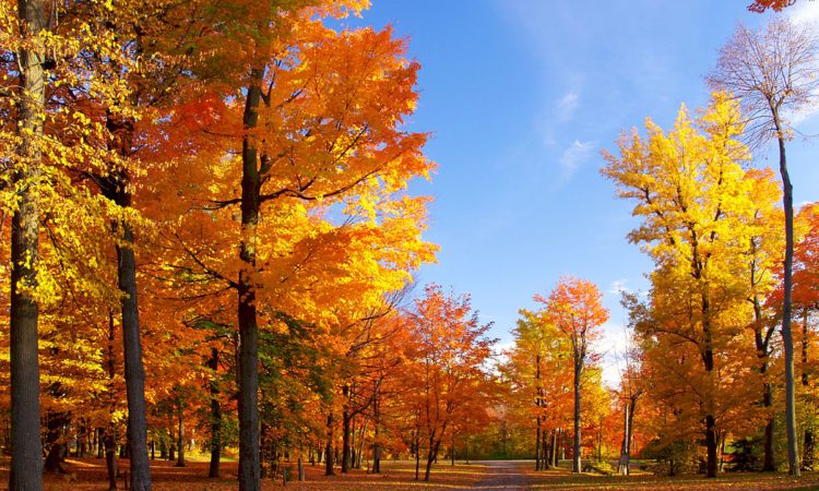 Пословицы об осени: 50 поговорок со смыслом ✍