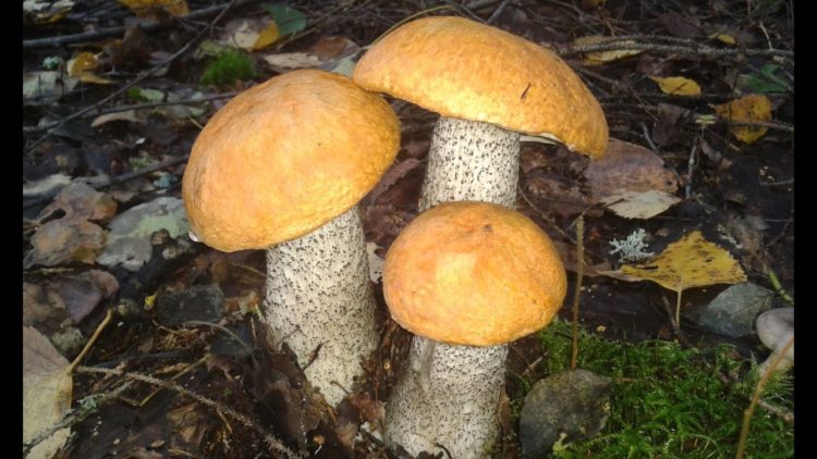 Пословицы про грибы: 50 поговорок со смыслом ✍