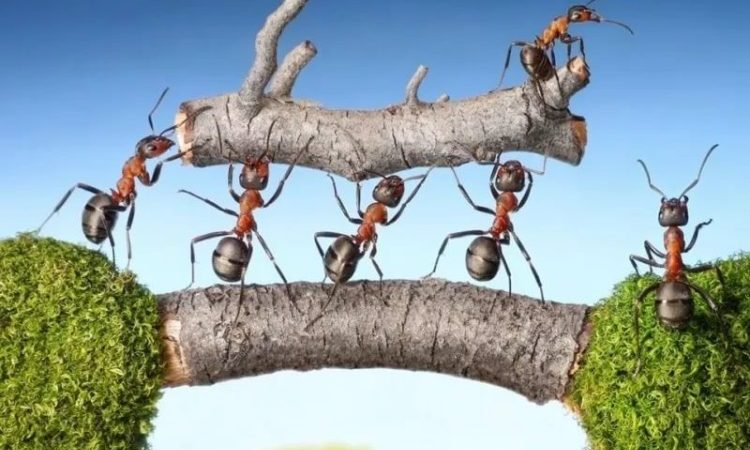 Пословицы про труд: 50 поговорок со смыслом ✍