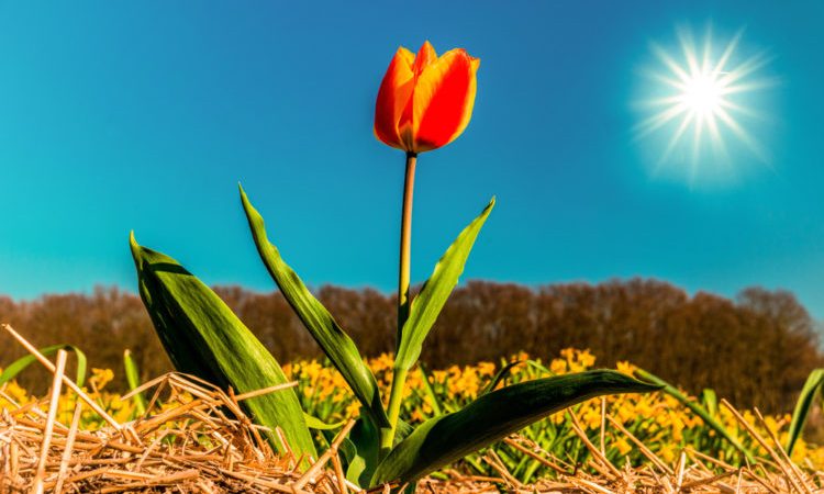 Пословицы про весну: 50 поговорок со смыслом ✍