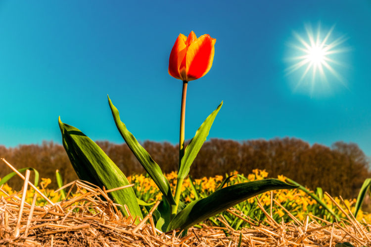 Пословицы про весну: 50 поговорок со смыслом ✍