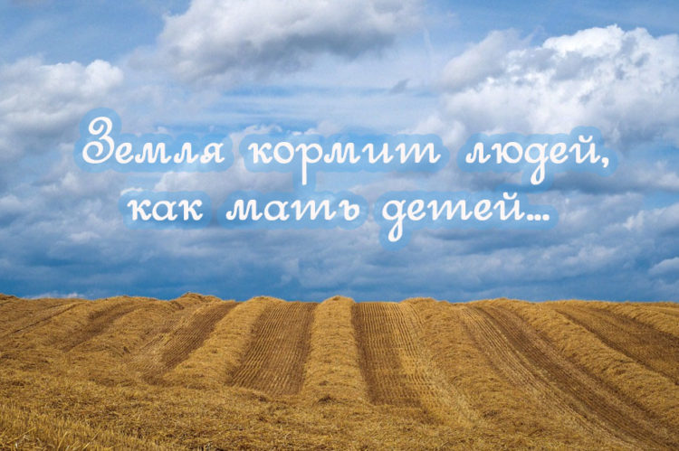 Пословицы про землю русскую: 50 поговорок со смыслом ✍