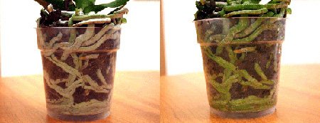 Правильний догляд за орхідеєю фаленопсис в домашніх умовах