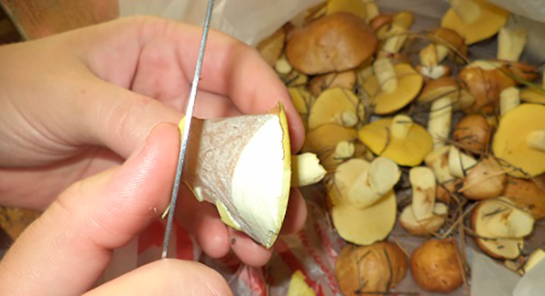 Правила чистки грибов маслят в домашних условиях