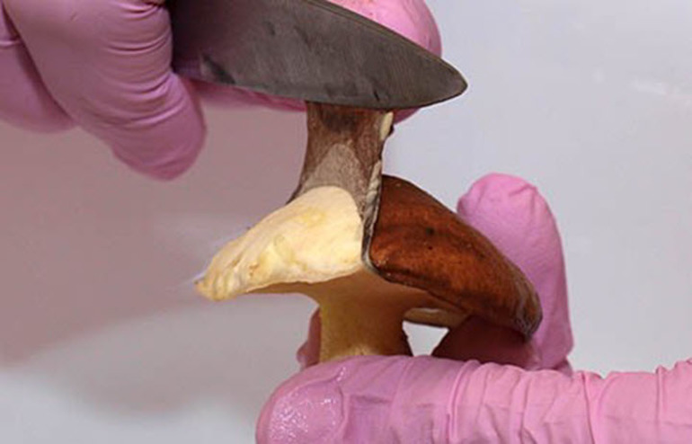 Правила чистки грибов маслят в домашних условиях