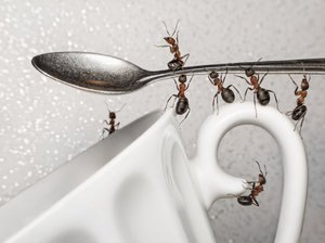 Причина появления домашних муравьёв в квартире