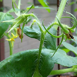 Причини опадання квіток у томатів