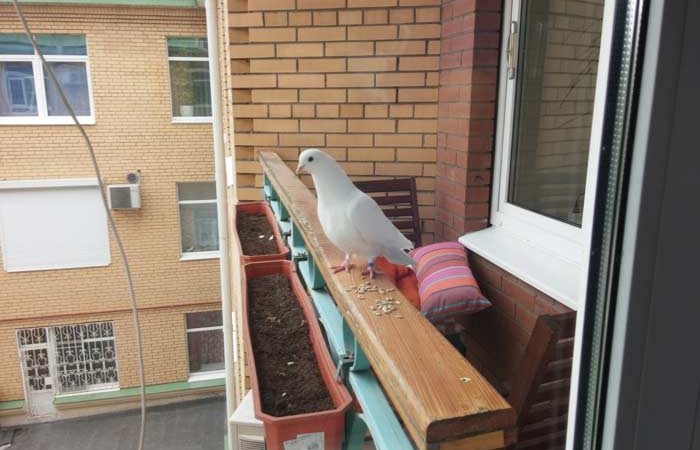 Прикмета голуб залетів на балкон: до чого напаскудила білий птах, що це означає
