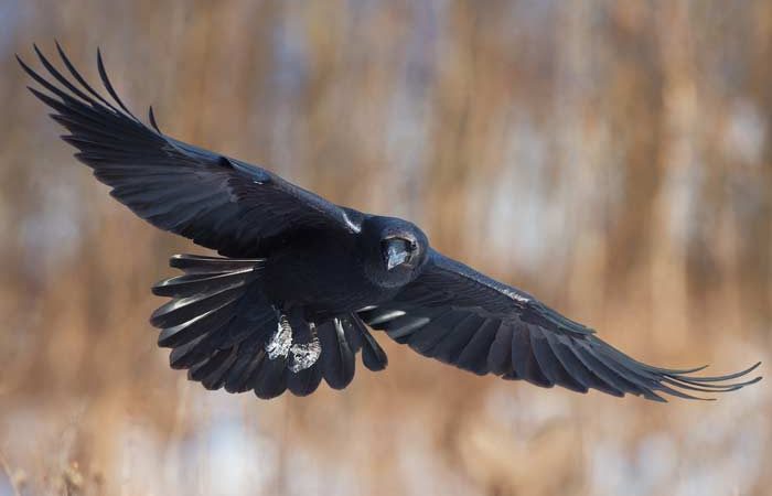 Прикмета ворона сіла на голову чи торкнулася: до чого зачепила або пролетіла над головою