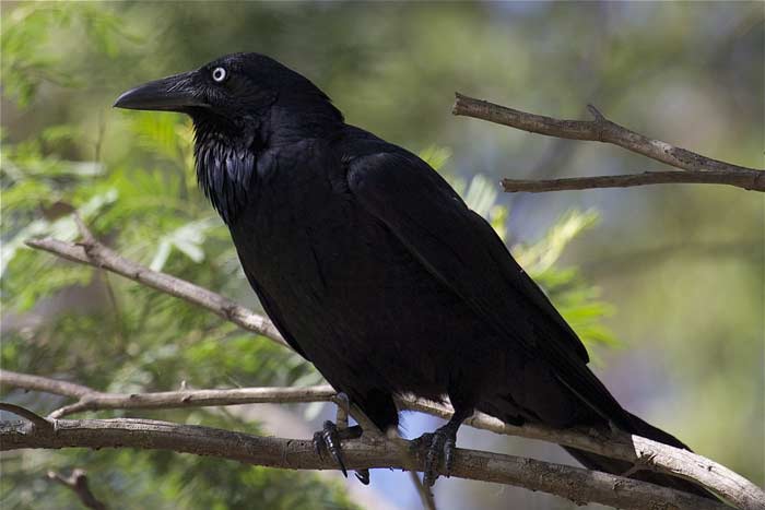 Прикмета: ворона сіла на підвіконня, прилетіла на вікно, балкон, до чого дивиться Прикмета: ворона сіла на підвіконня, прилетіла на вікно, балкон, до чого дивиться