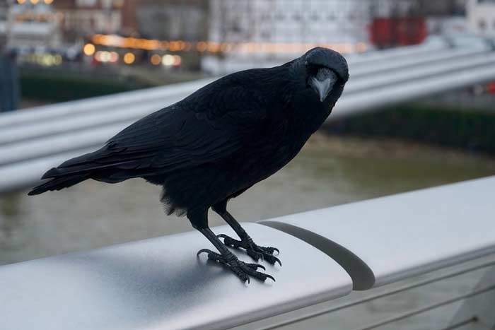 Прикмета: ворона сіла на підвіконня, прилетіла на вікно, балкон, до чого дивиться Прикмета: ворона сіла на підвіконня, прилетіла на вікно, балкон, до чого дивиться