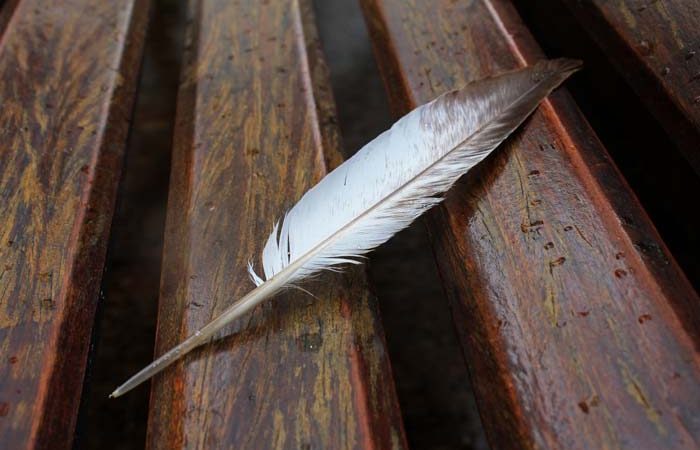 Прикмета: знайти перо птиці на вулиці, вдома, на балконі, залетіли у вікно, що означає біле, голубине