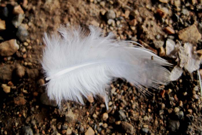 Прикмета: знайти перо птиці на вулиці, вдома, на балконі, залетіли у вікно, що означає біле, голубине