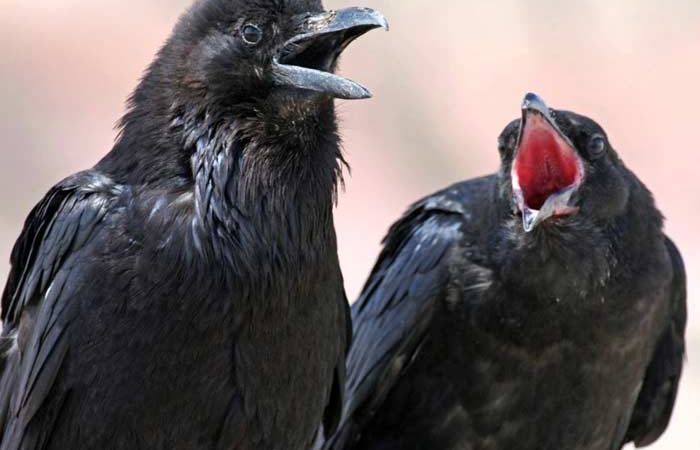 Прикмети: чому каркають ворони на вулиці, за вікном вночі, над головою, на дереві