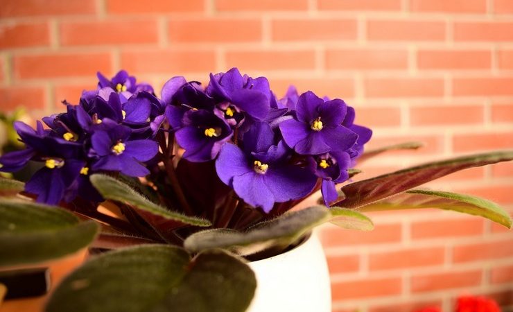 Прикмети про фіалку: як квітка впливає на особисте життя — користь і шкода в будинку, значення квітки по фен-шуй. Прикмети про садових фіалках