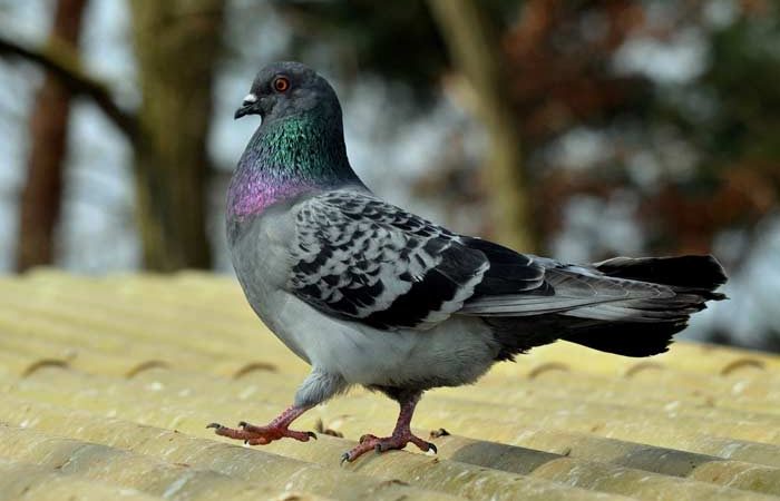 Прикмети про голубів: до чого прилітають у двір, сіли на машину, нагадили на голову, збити птицю, побачити поранену, зграю