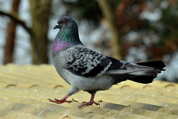 Прикмети про голубів: до чого прилітають у двір, сіли на машину, нагадили на голову, збити птицю, побачити поранену, зграю