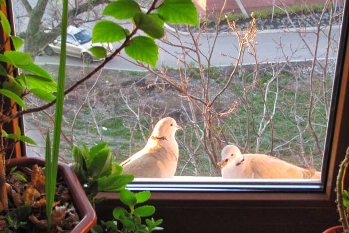Прикмети про голубів: до чого прилітають у двір, сіли на машину, нагадили на голову, збити птицю, побачити поранену, зграю