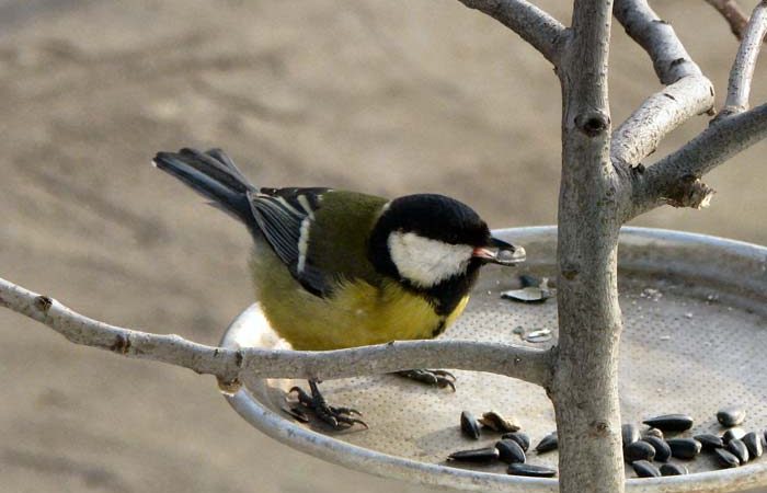 Прикмети про синицю: до чого прилітає, сіла на машину або на голову, руку, мертва в будинку