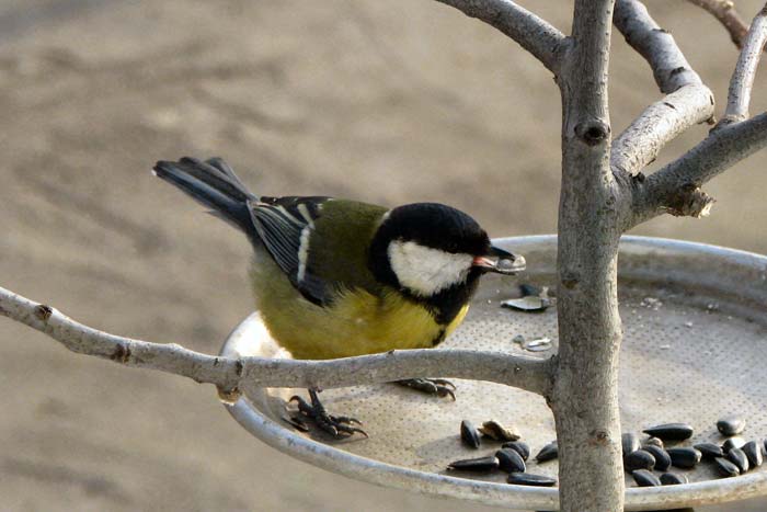 Прикмети про синицю: до чого прилітає, сіла на машину або на голову, руку, мертва в будинку Прикмети про синицю: до чого прилітає, сіла на машину або на голову, руку, мертва в будинку