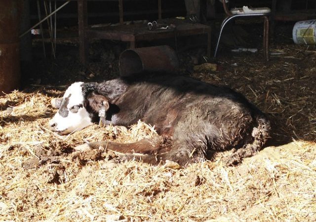 Пронос у теляти: що робити, як лікувати в домашніх умовах, профілактика