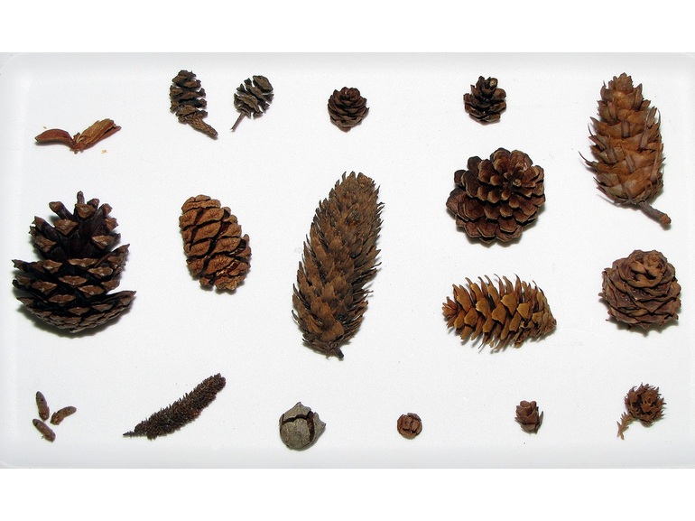 Простая поделка из шишек в школу Простая поделка из шишек в школу