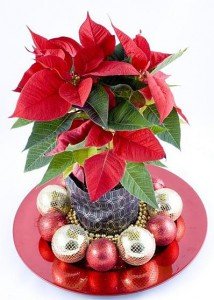 Різдвяний квітка пуансетія – догляд, пересадка і розмноження