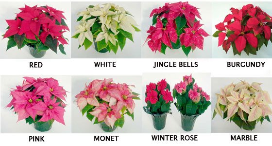 Різдвяний квітка пуансетія – догляд, пересадка і розмноження