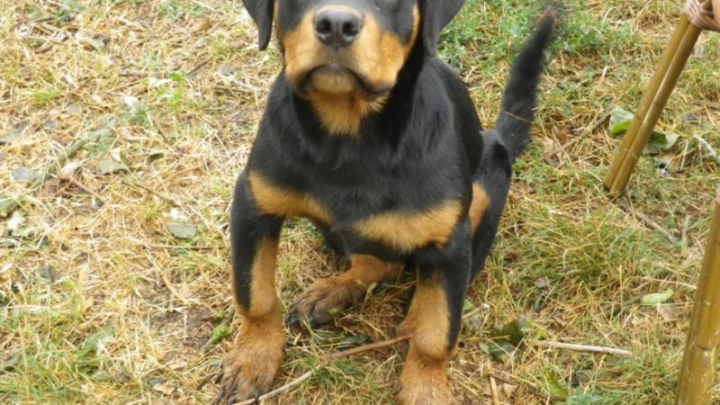 Рахіт у собак та цуценят: симптоми, ознаки, причини, лікування, ускладнення, профілактика. Лікується рахіт у собак?