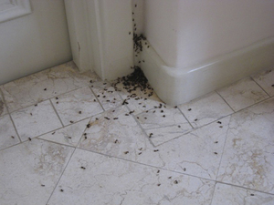 Разные способы как избавиться от рыжих домашних муравьёв в квартире