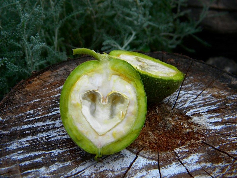 Рецепти вітамінної настоянки з зеленого волоського горіха