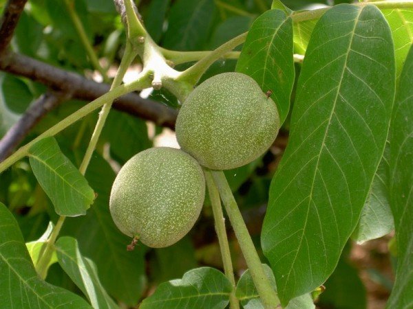Рецепти вітамінної настоянки з зеленого волоського горіха