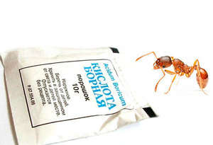 Рецепты с борной кислотой для борьбы с муравьями в квартире