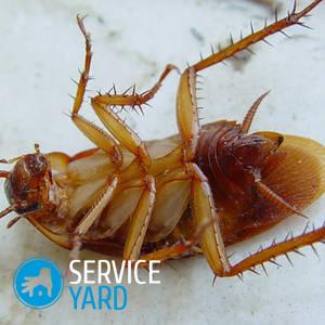 Рейд от тараканов